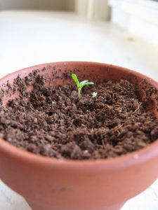 baking-day-gardening-1-047
