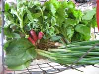 From the Garden